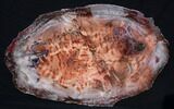 Brilliant Red Petrified Wood Tabletop - x #87554-1